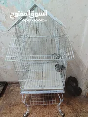  6 ببغاء كوكاتو جوفن