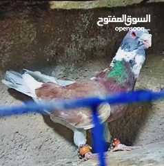  2 بسم الله الرحمن الرحيم   متاح بالصلاة على النبي   مسود قراقطه شامي   مطوق احمر   مطوق اسود   عنابي ا