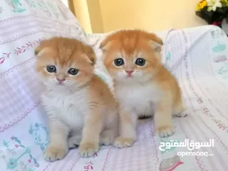  3 سكوتش فولد وسكوتش ستريت جولدن للبيع