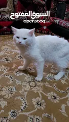  1 قطط شرازي للبيع في صنعاء الاصبحي المقالح