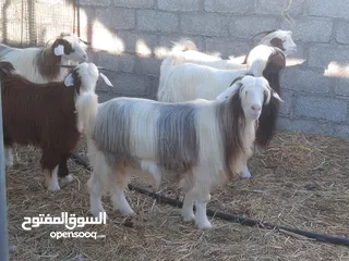  3 تيس وغنم اصايل