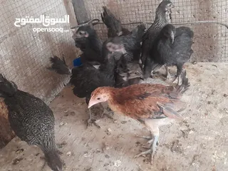  7 موجود تسع فرخات بلديات صحه ونظافه   والشر ما بقصر معاه