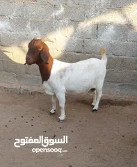  2 شاه بورقوت بيور وعشار للبيع.. شي فاخر من الاخر