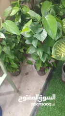 2 Indoor & Outdoor plants