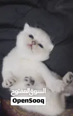  6 Pure Scottish/ بيور سكوتش