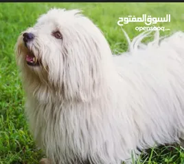  1 coton de tulear