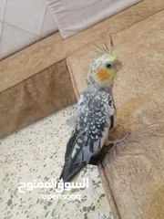  4 طيور كوكتيل