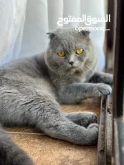  1 قطة سكوتر فولد