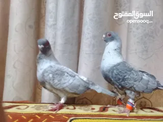  2 حمام جوز قراقطه بصلاة على النبي