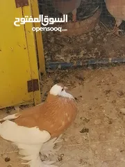  7 طيرة منفاخ اصفر جامبو شغاله بتزق افراخها في مادبا للبيع ام فرخ بدون الفرخ