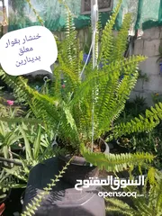  9 اشتال للبيع يتوفر اشتال منوعه وجميله