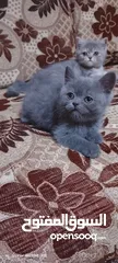  4 قطط للبيع سكوتش فولد