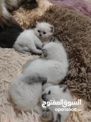  19 كتن سكوتش حبات ما شاء الله