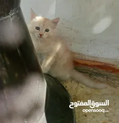  3 قط عدد اثنين مكس اصل هملايا عمر شهرين قطط نظيفه ومميزه
