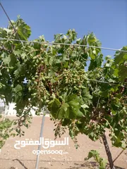  3 مزرعه للبيع مادبا لب