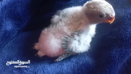  5 طيره كنار مقنبره عمر سنه بكريه