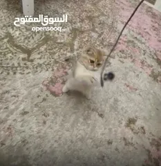  5 قطط سكوتشات