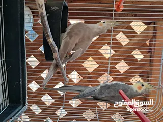 6 جوز كوكتيل للبيع شغال