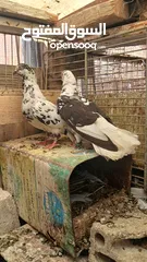  5 جواز حمام نخب كلو شغال وتحتو بيض