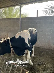  3 عجل مشاءالله مطعوم للبيع