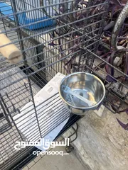  5 عرض على أقفاص العجال ستاند متحرك العرض لمدة أسبوع