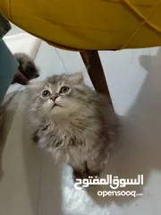  8 قط للبيع