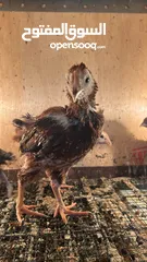  9 دجاج برهومي