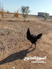  5 دجاج للبيع