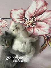  3 Persian short hair kitten