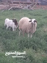  2 نعجه توميه تحتها خروف وفطيم  لله ايبارك