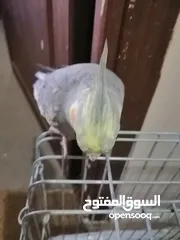  3 طير كوكتبل اليف 100 في 100، متكلم