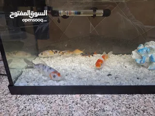  1 حوض سمكن حجم كبير فارغ بدون شي