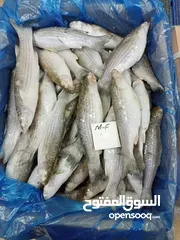  7 مطلوب ممول مالي لمشروع استيراد و تصدير الاسماك المجمدة للعراق و مصر
