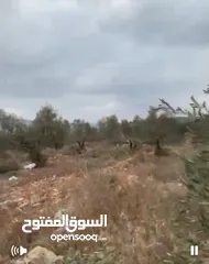  3 ارض للبيع 4 دنم مزروعة شجر رومي