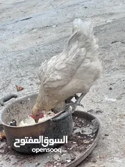  1 ديج ودجاجه عرب شرط الصحه مال بيت للبيع