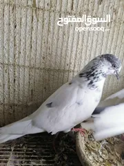  4 حمام باكستاني Pakistani pigeons