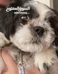  1 متوفرة للبيع شيتوز انثى