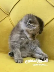  4 بسم الله ما شاء الله