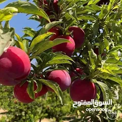  23 مشاتل المملكة الزراعية لتنسيق الحدائق