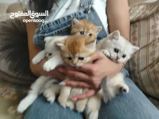  1 4 كتنز وامهم كوادن اوكراني للبيع بسعر مغري
