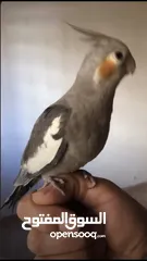  1 مخليف كوكتيل اليف ميه ميه