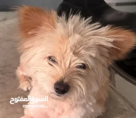 1 A mixed Maltese and Pomeranian dog