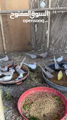  18 Dove bird pigeon دوف مكس للمهتمين للتربية منتج