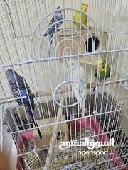 3 Budgie - 3 males 2 females