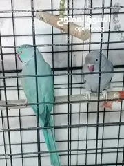  1 ببغاء دره للبيع