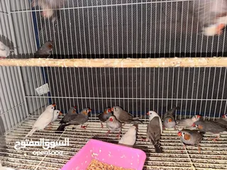  3 Zebra Finches (Semi Jumbo breed)