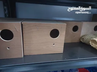  10 ببغاء كنيور نوع بيرلي و مزيد من الطيور و مستلزماتها