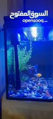  3 Fish Aquarium full Set