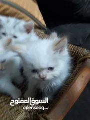  22 قطط للبيع السعار مشكله