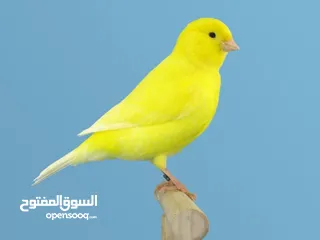  1 تشكيلة كنارات خرافية البيع عالسمع اذا مش نار ومغنى احلى من ام كلتوم لا تشيل تعال عالوصف
